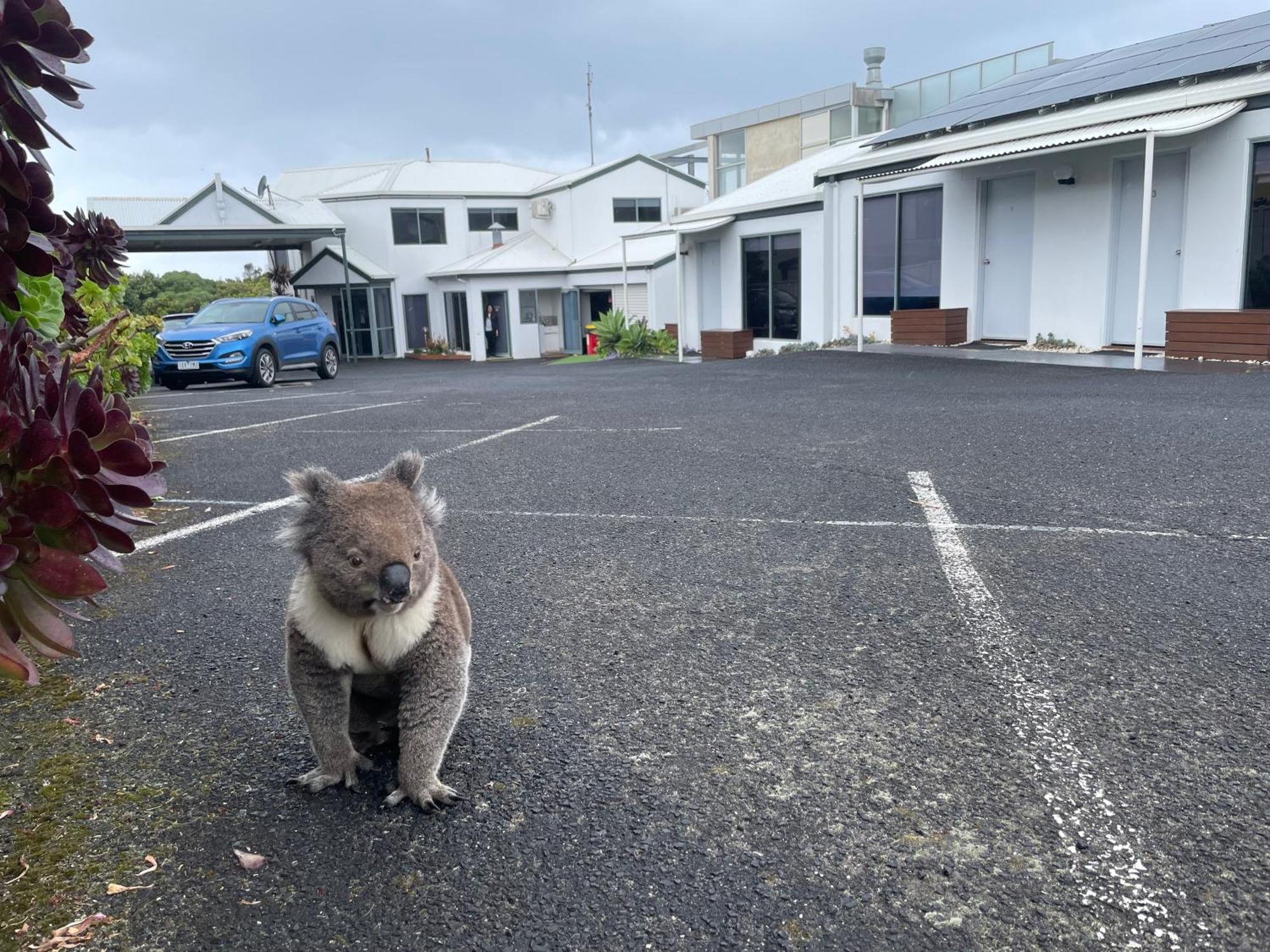 Coastal Motel Apollo Bay Luaran gambar